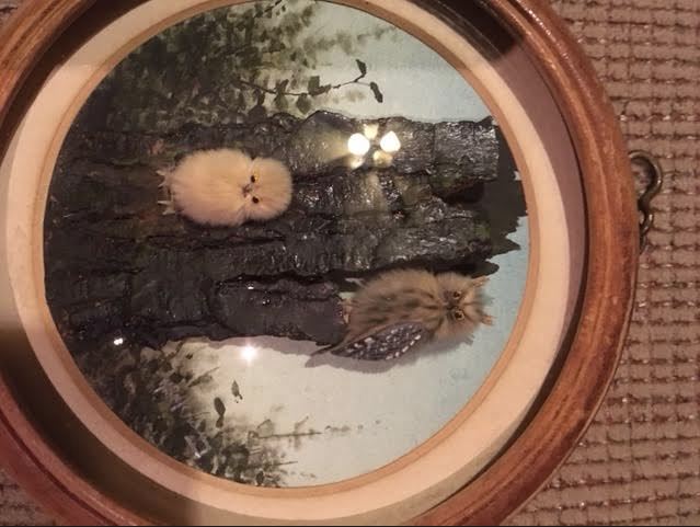 Grey Screech Owl and Young (5-inch)